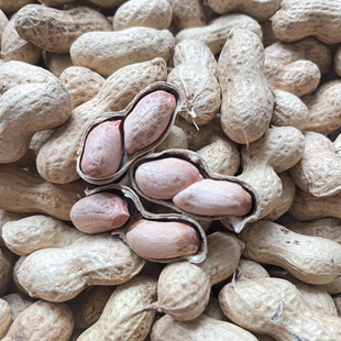 小珍珠生花生带壳新鲜小日本花生薄皮东北小花生辽宁绥中生花生