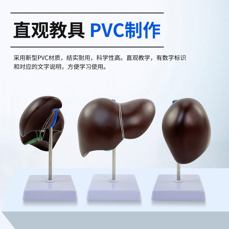 人体肝脏解剖模型 医学肝模型 正常肝解剖 仿真内脏器官模型