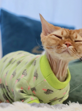 Pico 秋冬绿色恐龙卫衣德文猫衣服无毛猫斯芬克斯衣服卡通圆领