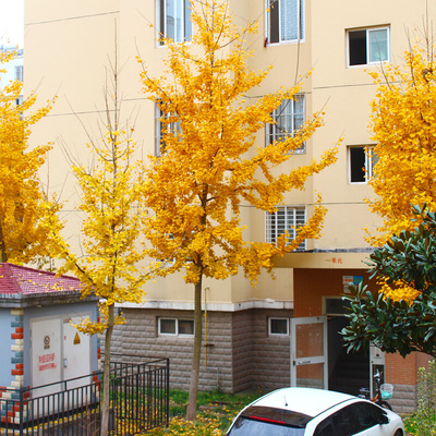 白果占地银杏南北方种植绿化苗木