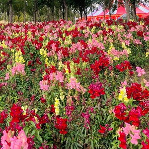 庭院四季多年生花种子见土就活种