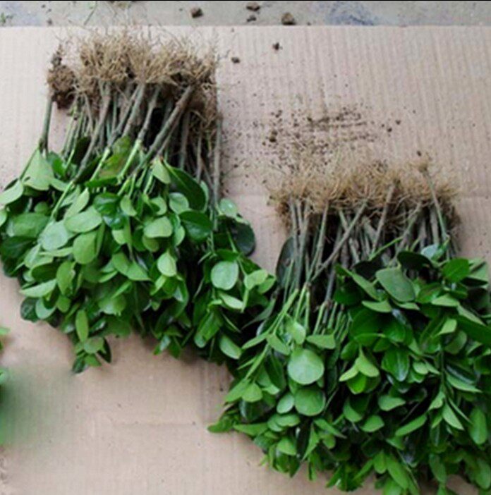 园林绿化苗庭院植物花卉黄杨冬青苗金叶女贞卫矛四季常青耐寒耐旱