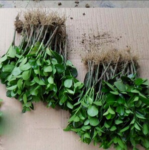 园林绿化苗庭院植物花卉黄杨冬青苗金叶女贞卫矛四季常青耐寒耐旱