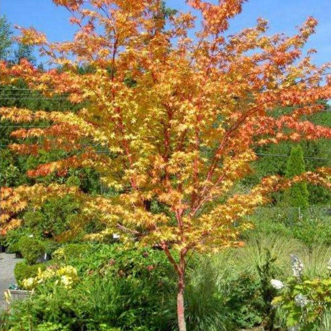 园林绿化苗嫁接日本红枫树苗赤枫苗珊瑚阁枫庭院植物黄金枫风景树