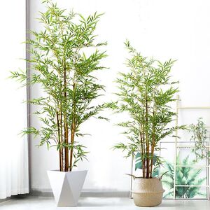 庭院植物盆栽四季常青绿化竹子苗