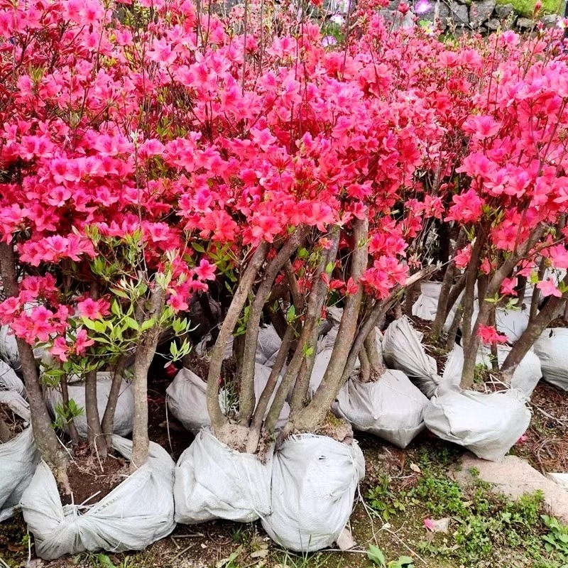映山红树苗庭院种植双季抗寒抗冻图片