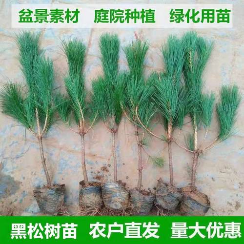 黑松树苗日本苗盆栽地栽盆景素材