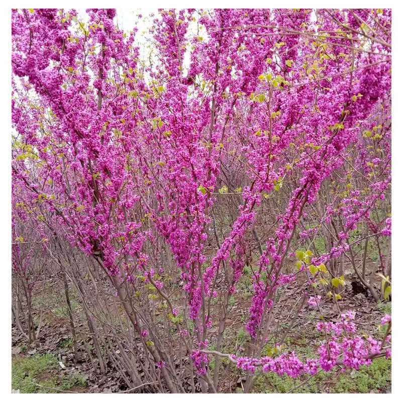 紫荆花树苗室外耐寒花卉植物庭院丛生四季开花绿化工程苗紫荆树苗