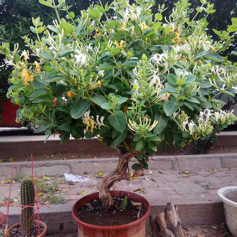 庭院攀援植物药用食用金银花绿植苗木大盆栽树桩盆景四季金银花苗