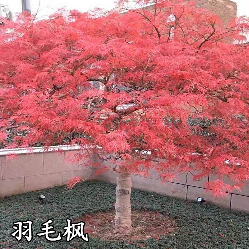 园林绿花苗木庭院植物花卉日本红枫苗羽毛枫树苗稻叶红羽毛枫苗