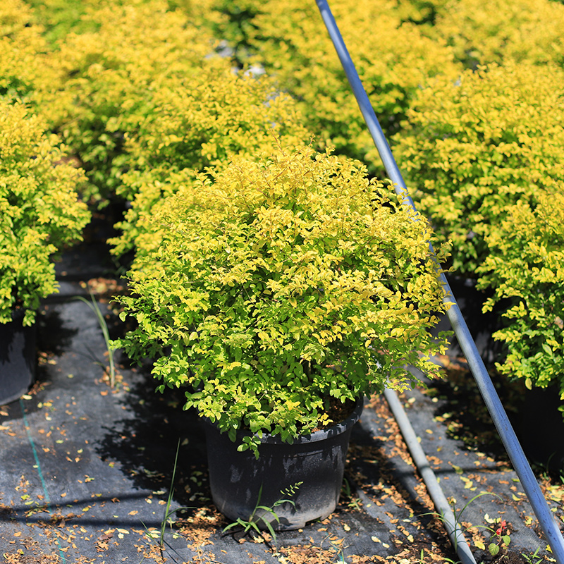 huahuiyou彩色树种亮晶女贞