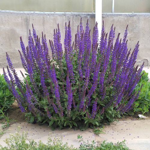 庭院多年生四季花种子蓝花鼠尾草