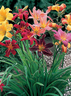 庭院植物大花萱草忘忧草耐寒金娃娃萱草黄花菜地被花卉盆栽苗包邮