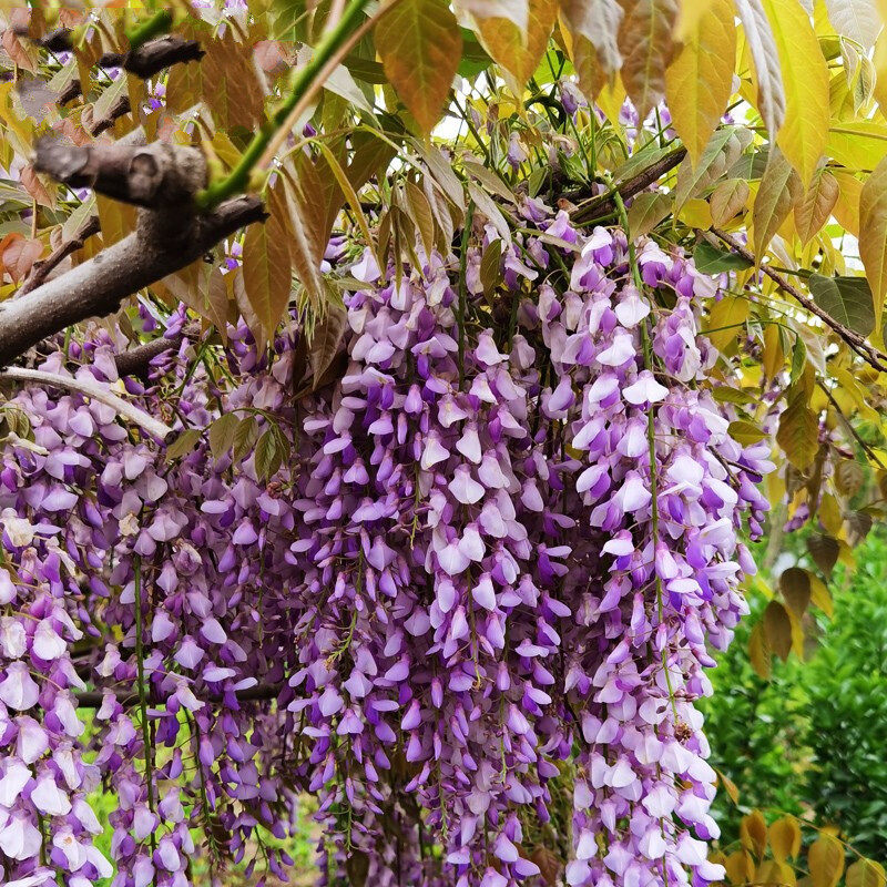 紫藤花苗爬藤植物树苗老桩丰花普罗旺斯多季庭院阳台攀援盆栽风景