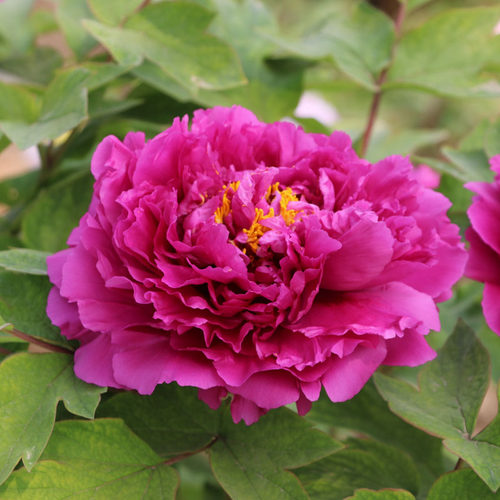 庭院植物牡丹花苗盆栽苗洛阳牡丹