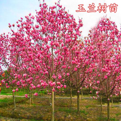 庭院绿化苗木玉兰花树苗红黄白紫玉兰树苗广玉兰花苗南北方种植