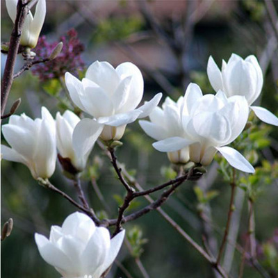 绿化苗庭院植物花卉嫁接白玉兰苗