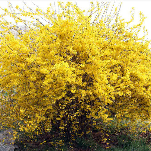 攀缘花卉金钟罩黄老虎多年生连翘