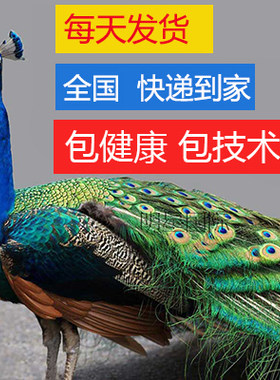 白花蓝孔雀苗苗观赏活体开屏家养