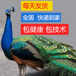 蓝白花孔雀苗崽活体公母一对宠物鸟活体观赏开屏鸟 包邮