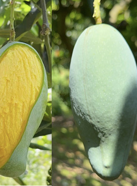 正宗广西百色桂七芒果特香芒新鲜果园现摘现发