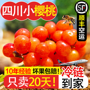 四川小樱桃新鲜水果现摘现发顺丰空运米易樱桃玛瑙红恩桃儿鲜果
