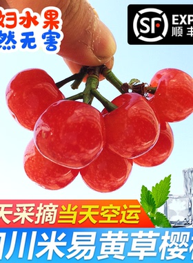老品种四川小樱桃新鲜水果当季孕妇国产米易樱桃黄草顺丰空运隔日