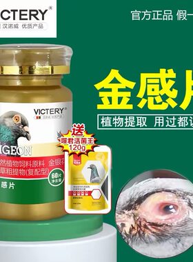 汉诺威金感片鸽子呼吸道眼睛有泪