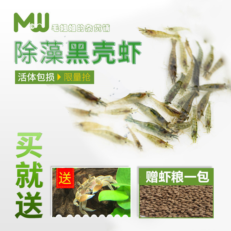 黑壳虾除藻虾水族除藻虾观赏虾清洁虾活体饲料工具虾草缸鱼缸造景 宠物/宠物食品及用品 虾 原图主图