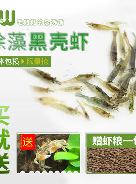 黑壳虾除藻水族观赏清洁活体
