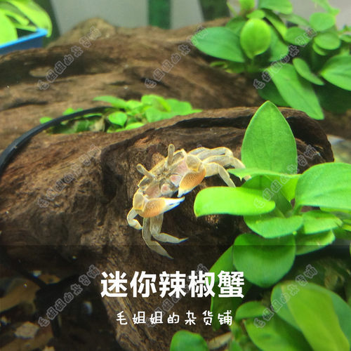 可爱迷你蟹辣椒蟹观赏迷你蟹宠物螃蟹观赏蟹活体宠物吃虫除藻 - 封面