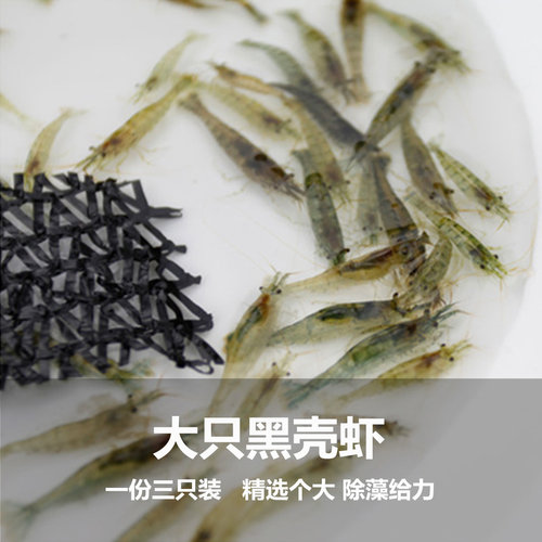精选大只清洁虾2-3cm乌龟饲料