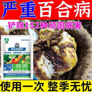 百合专用病防治花叶病斑点病根腐病立枯病灰霉病根腐一扫清病害清