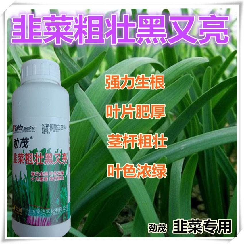 韭菜粗壮黑又亮强力生根茎杆粗壮叶色浓绿叶片肥厚蔬菜农药