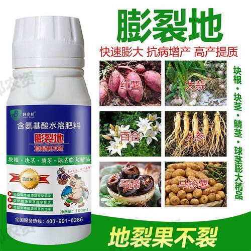 膨裂地药材果实饱满光亮