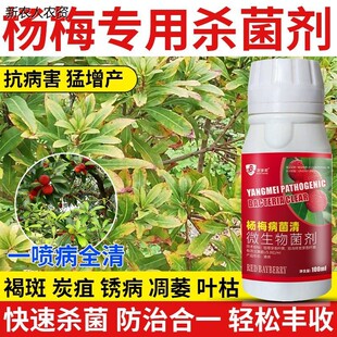 正品杨梅根腐药杨梅专用除菌药根腐病凋萎病枯枝病褐斑病专用清菌