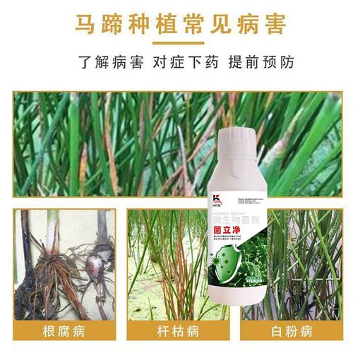 马蹄专用正品微生物菌剂