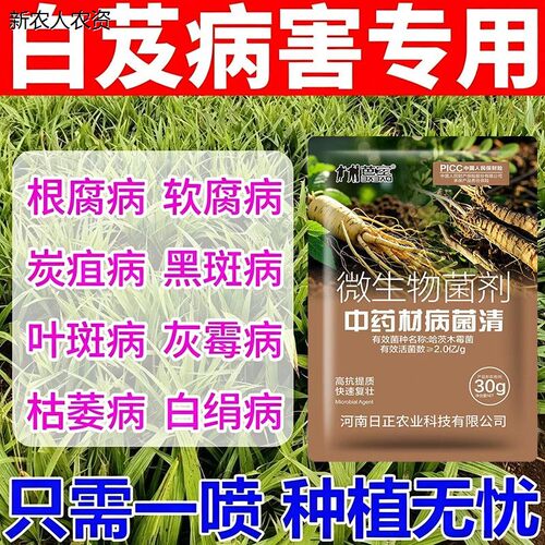 白芨病菌清叶枯锈病软腐