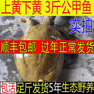 【青黄色 】生态外塘放养公雄大甲鱼活体鲜活食用小甲鱼鳖苗母鳖