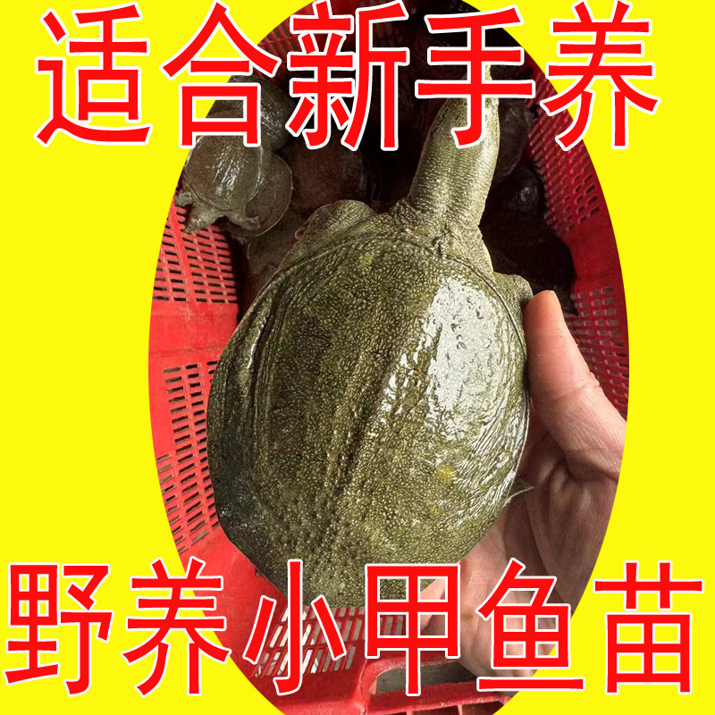 外塘冷水小甲鱼苗活体图片