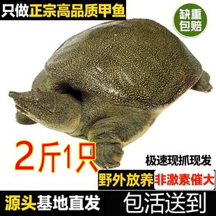 外塘2斤公雄大甲鱼鲜活食用水鱼团鱼小甲鱼苗小中华鳖苗老母鳖