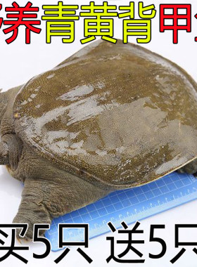 青黄背甲鱼【买5只送5只】