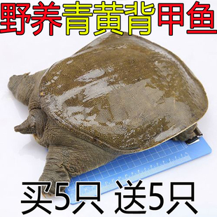 青黄背大甲鱼野外放养半斤鲜活甲鱼苗中华鳖苗小甲鱼套养公母甲鱼