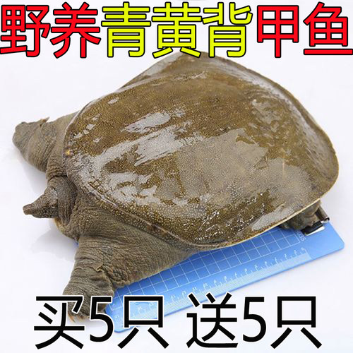 青黄背甲鱼【买5只送5只】