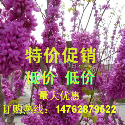 ºì·ãÊ÷ÃçÈÕ±¾»Æ½ð·ãÊ÷Ãç³ÈÖ®ÃÎÍ¥ÔºÊ÷Ãç½ðÁê»Æ½ð·ã²ÊÉ«·ãÊ÷ÃçÕý×Ú