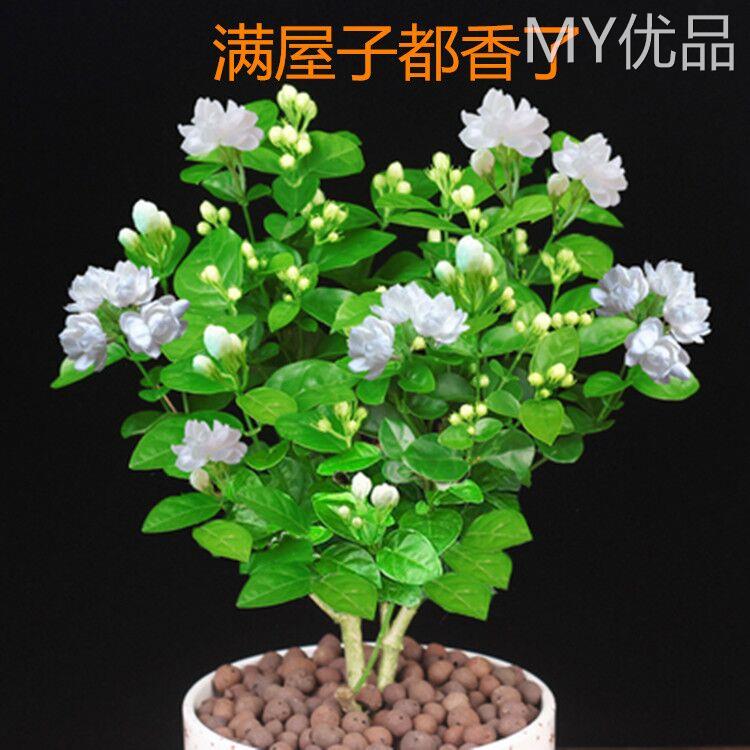 重瓣茉莉花盆栽室内开花观花植物阳台花卉驱蚊四季净化空气绿植