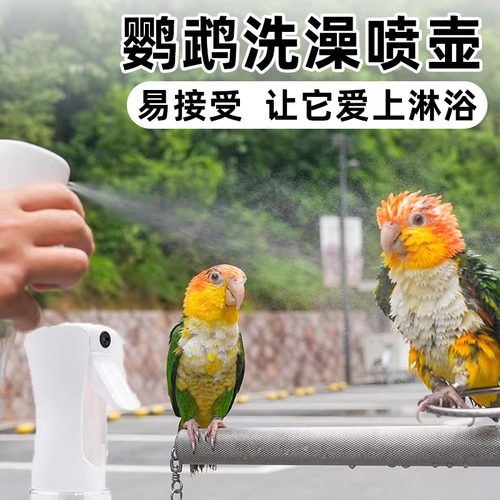 雾化喷壶让鹦鹉喜欢上淋浴