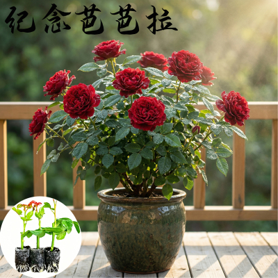 纪念芭芭拉月季花苗小苗大花浓香品种月季苗阳台庭院绿植盆栽花卉
