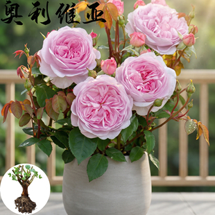 奥利维亚 月季花苗 大花浓香灌木勤花月季阳台庭院花卉植物丰花