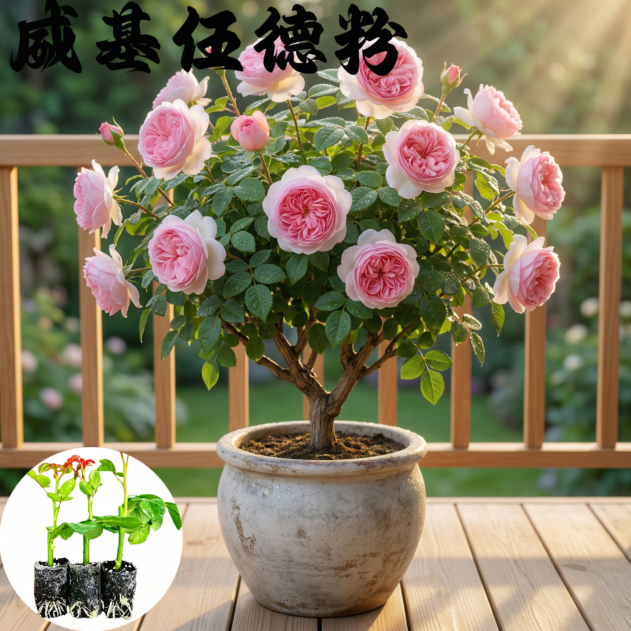 威基伍德粉月季花苗小苗大花浓香品种月季苗阳台庭院绿植盆栽花卉